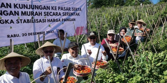 Panen Cabai Serentak