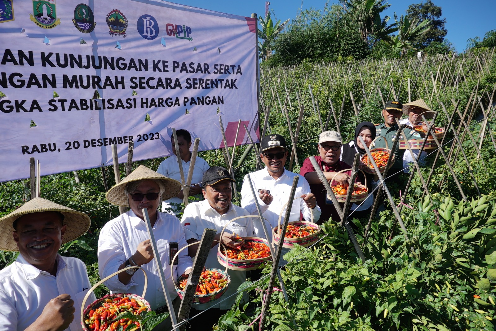 Panen Cabai Serentak