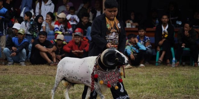 Seni Ketangkasan Domba Garut
