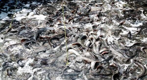 teknik-sukses-budidaya-ikan-nila-bioflok-yang-menguntungkan - PIC GARUT Teknik Sukses Budidaya Ikan Nila Bioflok yang Menguntungkan