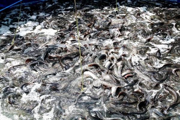 Budidaya Ikan Nila Dengan Sistem Bioflok