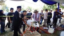 Sebanyak 250 Domba Garut Meriahkan Ajang Pesta Patok 2025