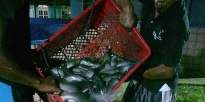 Panen Lele BumDes Mentari Jaya, Contoh Sukses Dana Desa Mekarsari