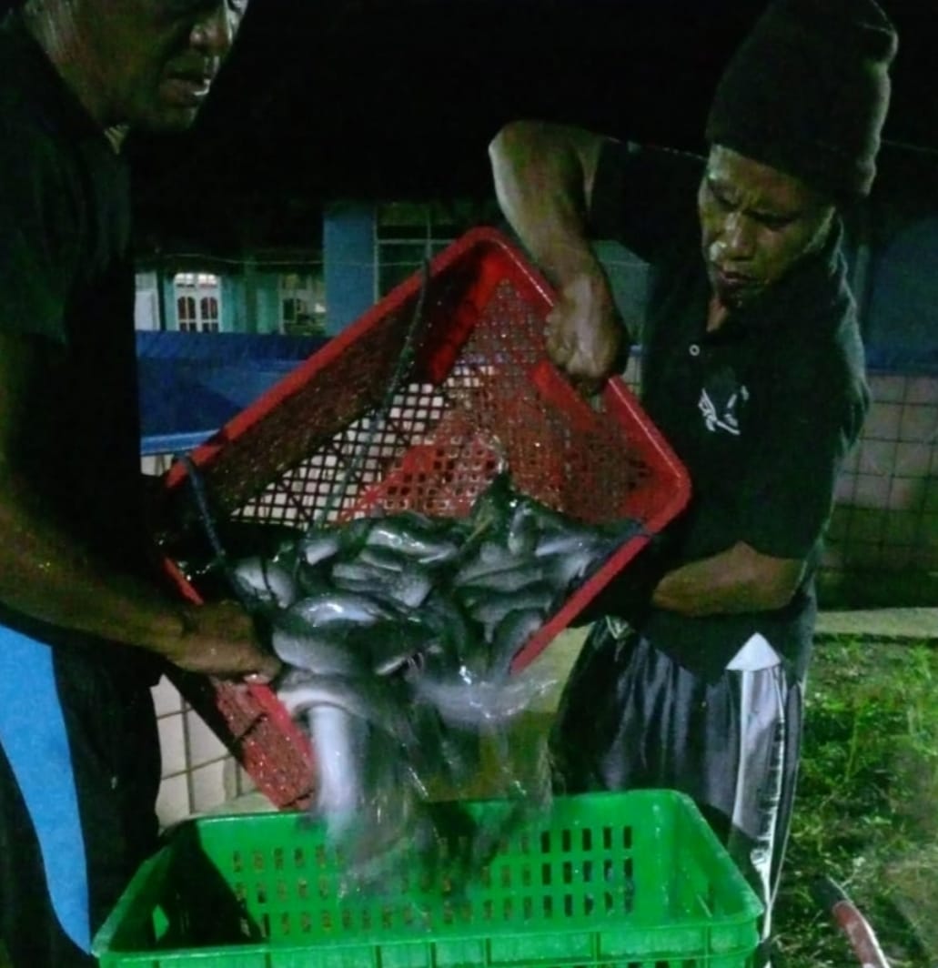 Panen Lele BumDes Mentari Jaya