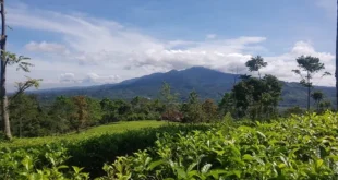 Kebun Teh Garut: Sejarah dan Perkembangan